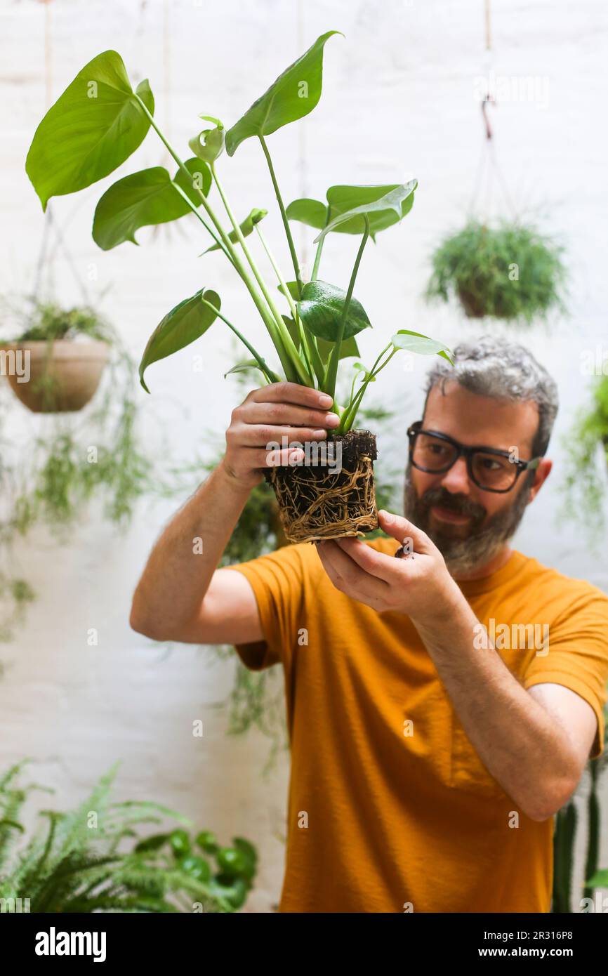 Ein Mann, der eine grüne Pflanze umtopft (Monstera Deliciosa), die Wurzeln sieht. Stockfoto