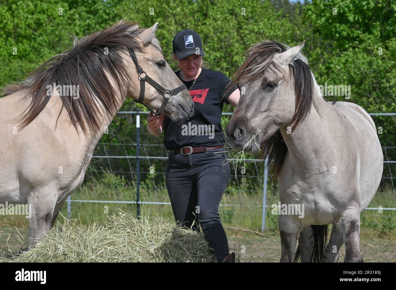 22. Mai 2023, Brandenburg, Niederfinow: Julia Rossow, Pferdetrainerin, kümmert sich um die Liebenthal-Pferde auf einer Weide in der Nähe des Niederfinow-Schiffslifts. Die Gemeindestiftung Liebenthaler Pferdeherde der Gemeinde Liebenwalde und die kommunale SHW Tourismus- und Wirtschaftsentwicklungsgesellschaft Niederfinow mbH haben den Start ihres Pferdesponsoring-Programms angekündigt. Im Rahmen der Zusammenarbeit zwischen den Gemeindeorganisationen, die 2022 begann, werden ein Dutzend junge Liebenthal-Pferde ab heute in Niederfinow in ihr neues Zuhause in der Nähe des Schiffshubs ziehen. Dann werden sie es Stockfoto