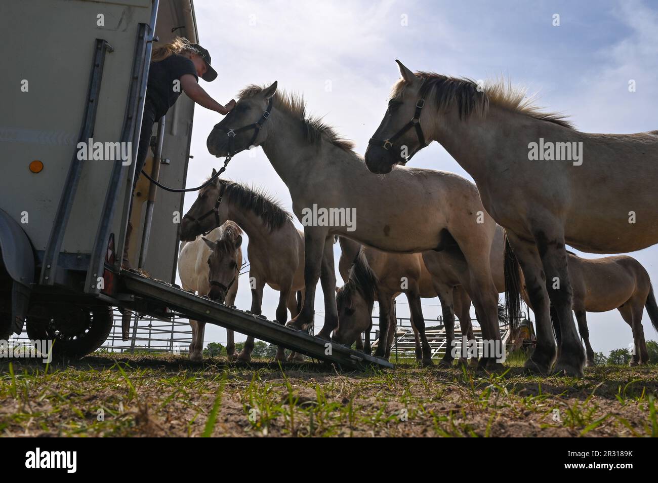 22. Mai 2023, Brandenburg, Niederfinow: Julia Rossow, Pferdetrainerin, kümmert sich um die Liebenthal-Pferde auf einer Weide in der Nähe des Niederfinow-Schiffslifts. Die Gemeindestiftung Liebenthaler Pferdeherde der Gemeinde Liebenwalde und die kommunale SHW Tourismus- und Wirtschaftsentwicklungsgesellschaft Niederfinow mbH haben den Start ihres Pferdesponsoring-Programms angekündigt. Im Rahmen der Zusammenarbeit zwischen den Gemeindeorganisationen, die 2022 begann, werden ein Dutzend junge Liebenthal-Pferde ab heute in Niederfinow in ihr neues Zuhause in der Nähe des Schiffshubs ziehen. Dann werden sie es Stockfoto