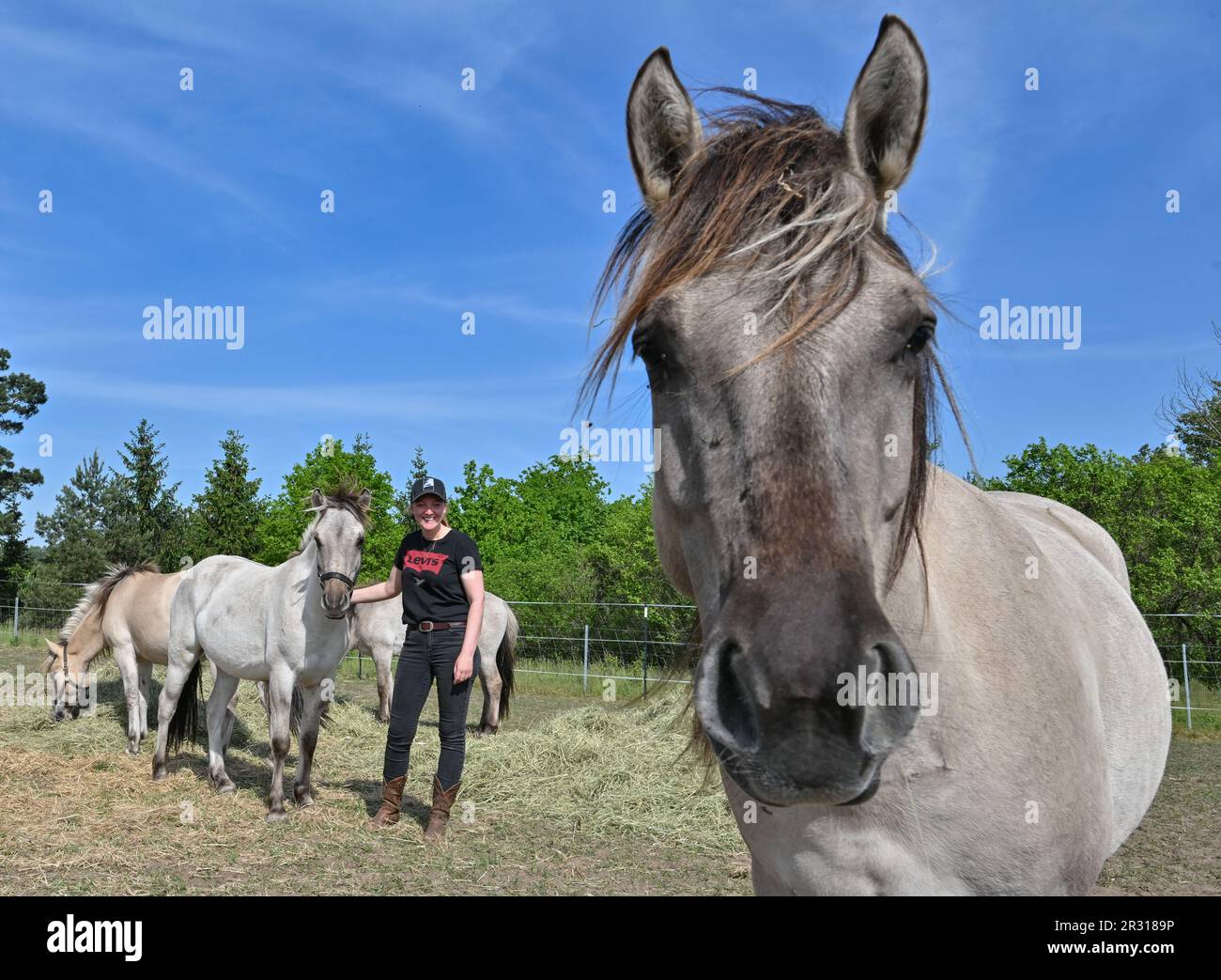 22. Mai 2023, Brandenburg, Niederfinow: Julia Rossow, Pferdetrainerin, kümmert sich um die Liebenthal-Pferde auf einer Weide in der Nähe des Niederfinow-Schiffslifts. Die Gemeindestiftung Liebenthaler Pferdeherde der Gemeinde Liebenwalde und die kommunale SHW Tourismus- und Wirtschaftsentwicklungsgesellschaft Niederfinow mbH haben den Start ihres Pferdesponsoring-Programms angekündigt. Im Rahmen der Zusammenarbeit zwischen den Gemeindeorganisationen, die 2022 begann, werden ein Dutzend junge Liebenthal-Pferde ab heute in Niederfinow in ihr neues Zuhause in der Nähe des Schiffshubs ziehen. Dann werden sie es Stockfoto
