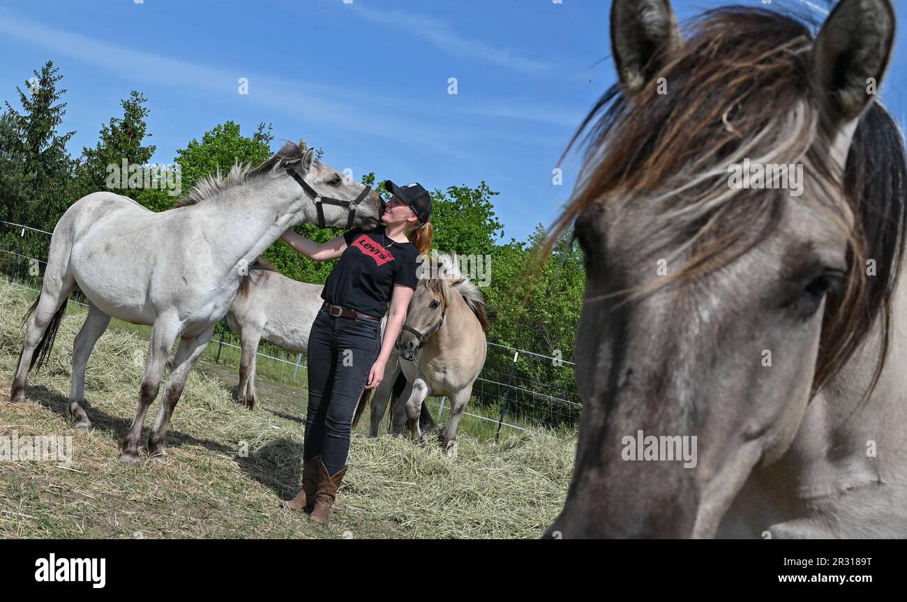 22. Mai 2023, Brandenburg, Niederfinow: Julia Rossow, Pferdetrainerin, kümmert sich um die Liebenthal-Pferde auf einer Weide in der Nähe des Niederfinow-Schiffslifts. Die Gemeindestiftung Liebenthaler Pferdeherde der Gemeinde Liebenwalde und die kommunale SHW Tourismus- und Wirtschaftsentwicklungsgesellschaft Niederfinow mbH haben den Start ihres Pferdesponsoring-Programms angekündigt. Im Rahmen der Zusammenarbeit zwischen den Gemeindeorganisationen, die 2022 begann, werden ein Dutzend junge Liebenthal-Pferde ab heute in Niederfinow in ihr neues Zuhause in der Nähe des Schiffshubs ziehen. Dann werden sie es Stockfoto
