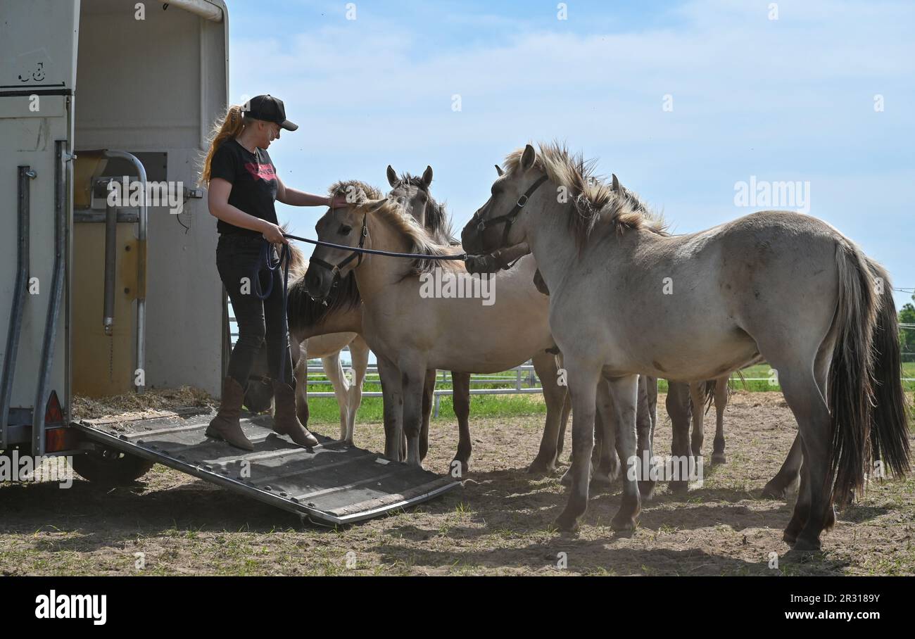 22. Mai 2023, Brandenburg, Niederfinow: Julia Rossow, Pferdetrainerin, kümmert sich um die Liebenthal-Pferde auf einer Weide in der Nähe des Niederfinow-Schiffslifts. Die Gemeindestiftung Liebenthaler Pferdeherde der Gemeinde Liebenwalde und die kommunale SHW Tourismus- und Wirtschaftsentwicklungsgesellschaft Niederfinow mbH haben den Start ihres Pferdesponsoring-Programms angekündigt. Im Rahmen der Zusammenarbeit zwischen den Gemeindeorganisationen, die 2022 begann, werden ein Dutzend junge Liebenthal-Pferde ab heute in Niederfinow in ihr neues Zuhause in der Nähe des Schiffshubs ziehen. Dann werden sie es Stockfoto