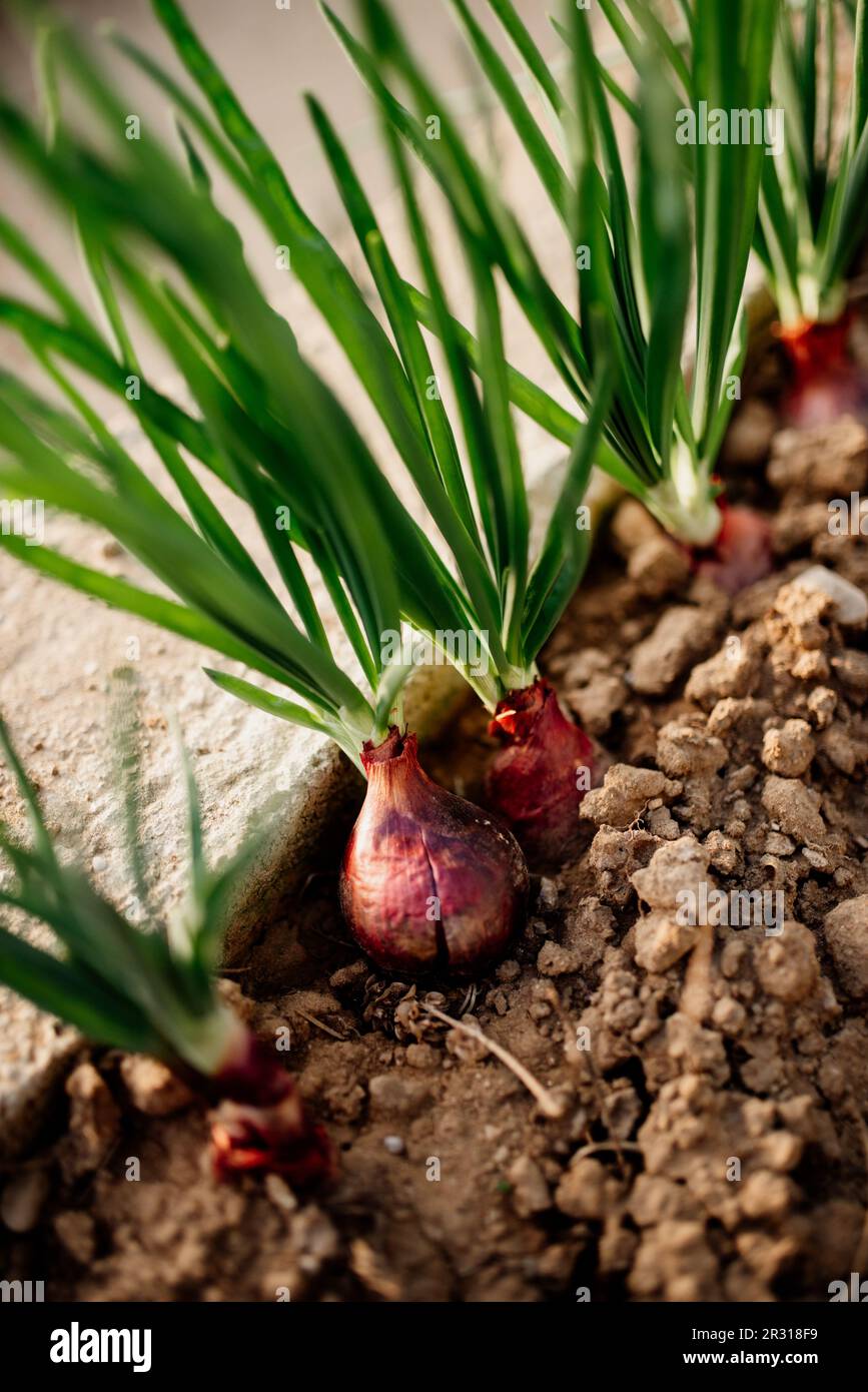 Rote Zwiebeln wachsen im Garten Stockfoto