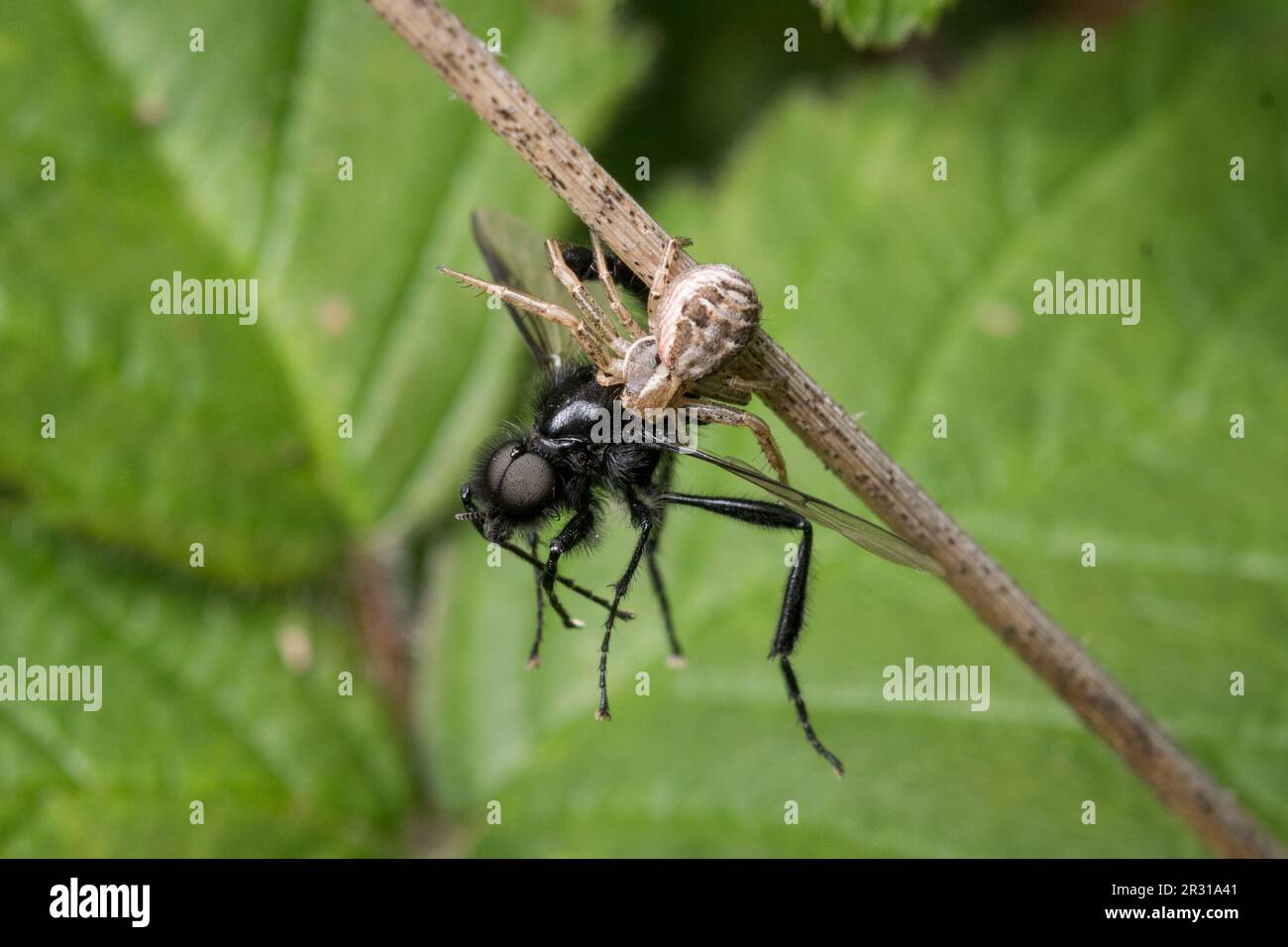 Eine Krabbenspinne, die eine Fliege verschlingt. Aufgenommen im Naturschutzgebiet Tunstall Hills, Sunderland, Großbritannien Stockfoto