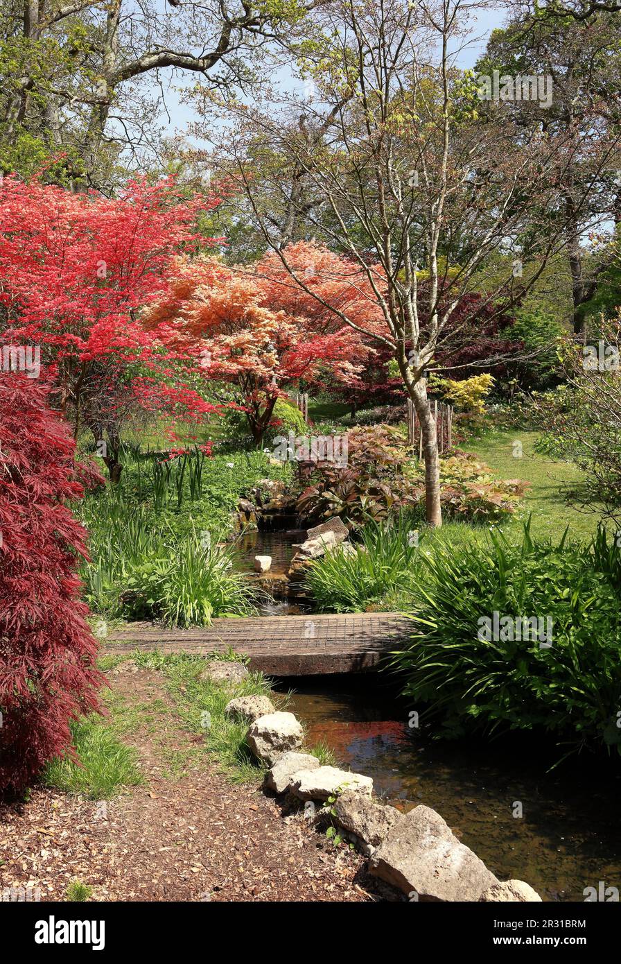Sanfter Bach in Exbury Gärten mit Frühlingsblumen und Acer Baum Stockfoto