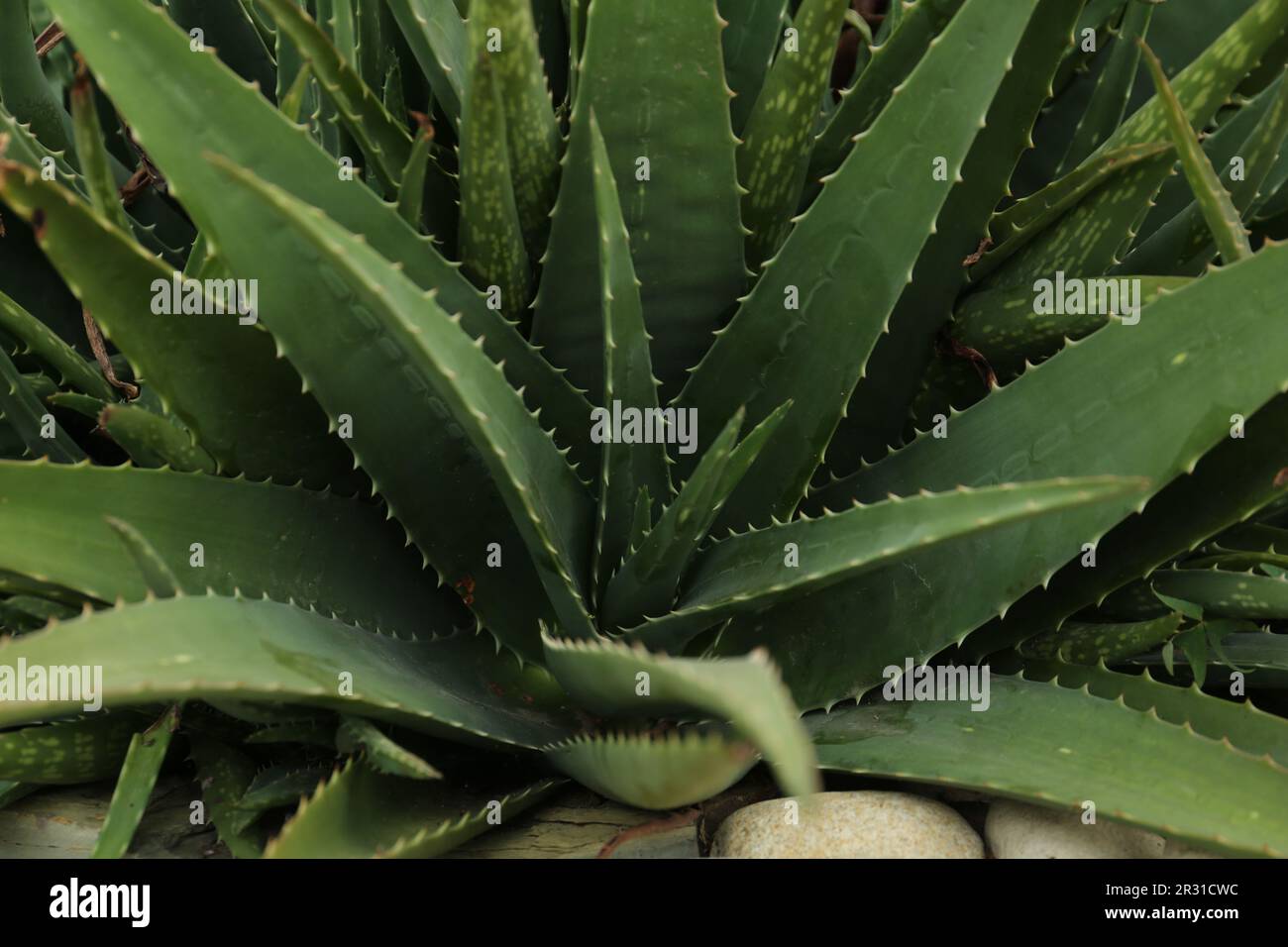 Aloe Vera wchst drauen, Nahaufnahme. Saftige Pflanze Stockfotografie -  Alamy