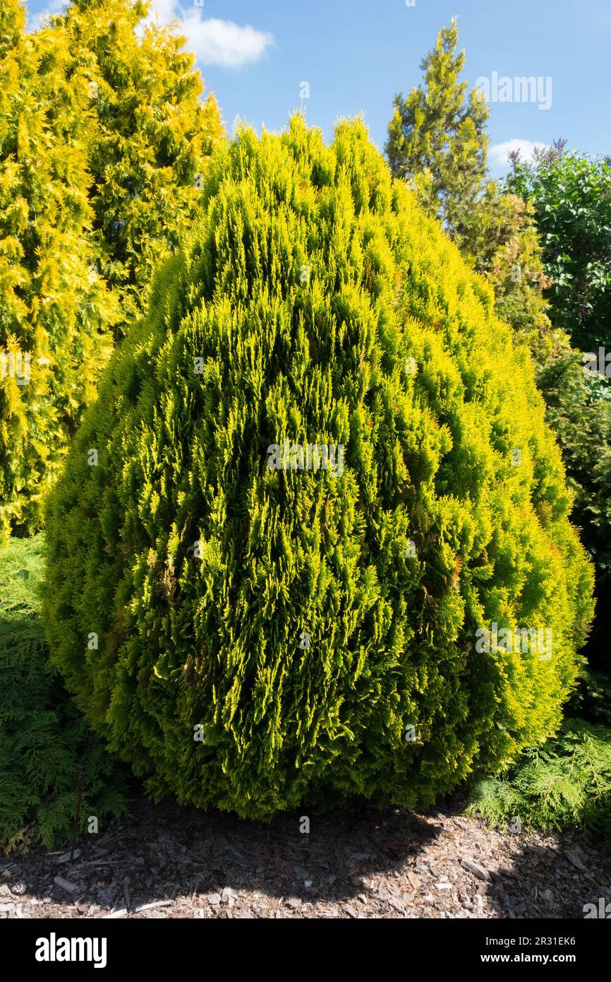 American Arborvitae, Thuja occidentalis „Europe Gold“ Stockfoto