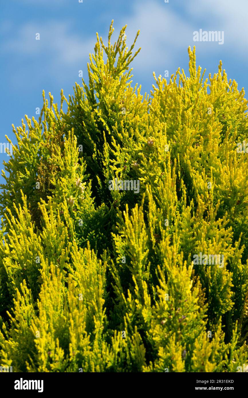 Oriental Arborvitae, Thuja „Aureo Nana“, Goldengelb, Blattwerk, Nadelbäume Stockfoto