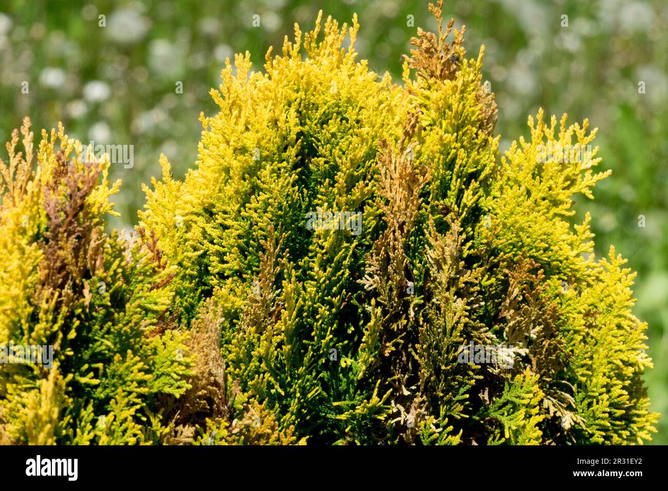 Oriental Arborvitae, Thuja orientalis „Westmont“ Stockfoto