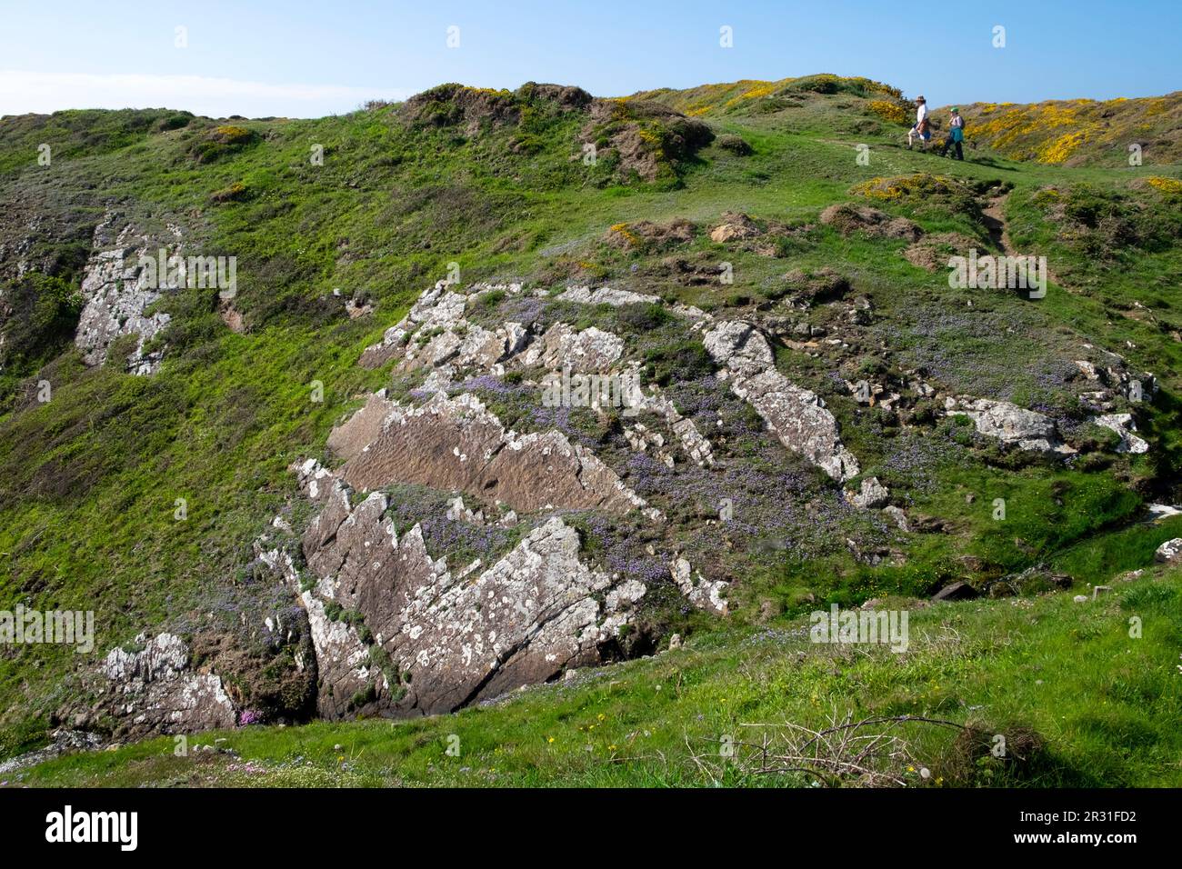 Menschen, die im Frühling entlang des walisischen Küstenpfads spazieren, wachsen auf felsigen Klippen Marloes Pembrokeshire West Wales UK KATHY DEWITT Stockfoto