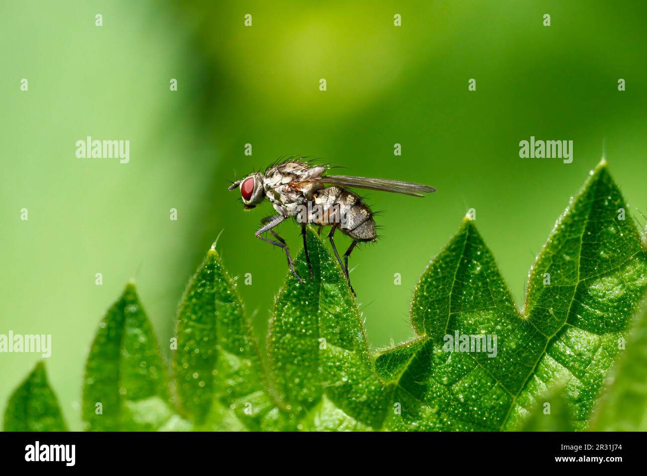 Große Fliege mit roten Augen (Graufleischfliege - Sarcophaga carnaria), die auf einer Blattspitze sitzt Stockfoto