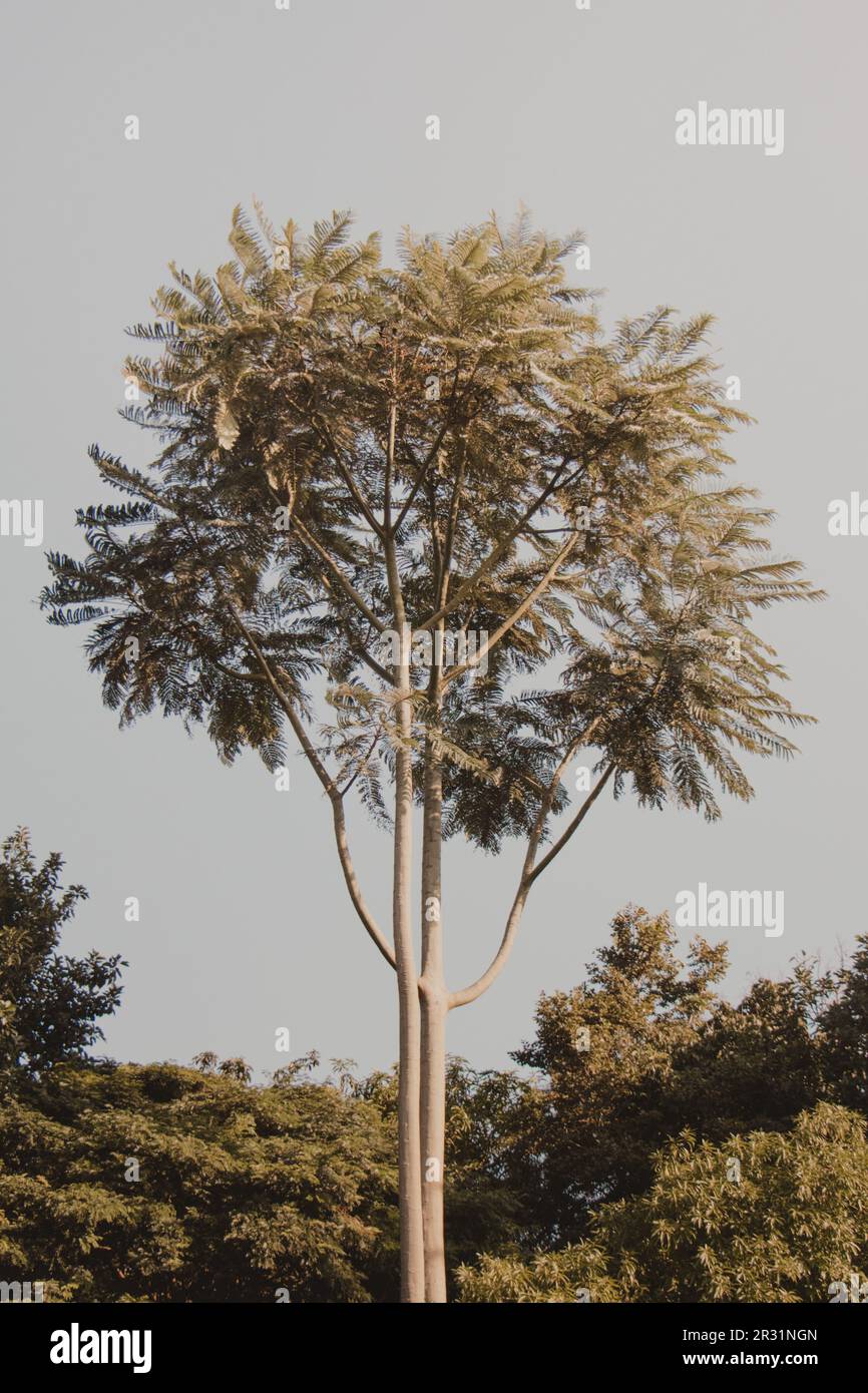 Allein ein hoher Baum Stockfoto
