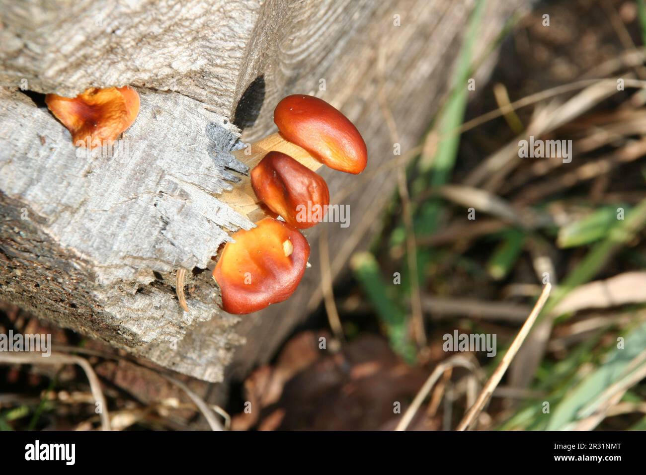 Der erste Pilz ist hier Stockfoto