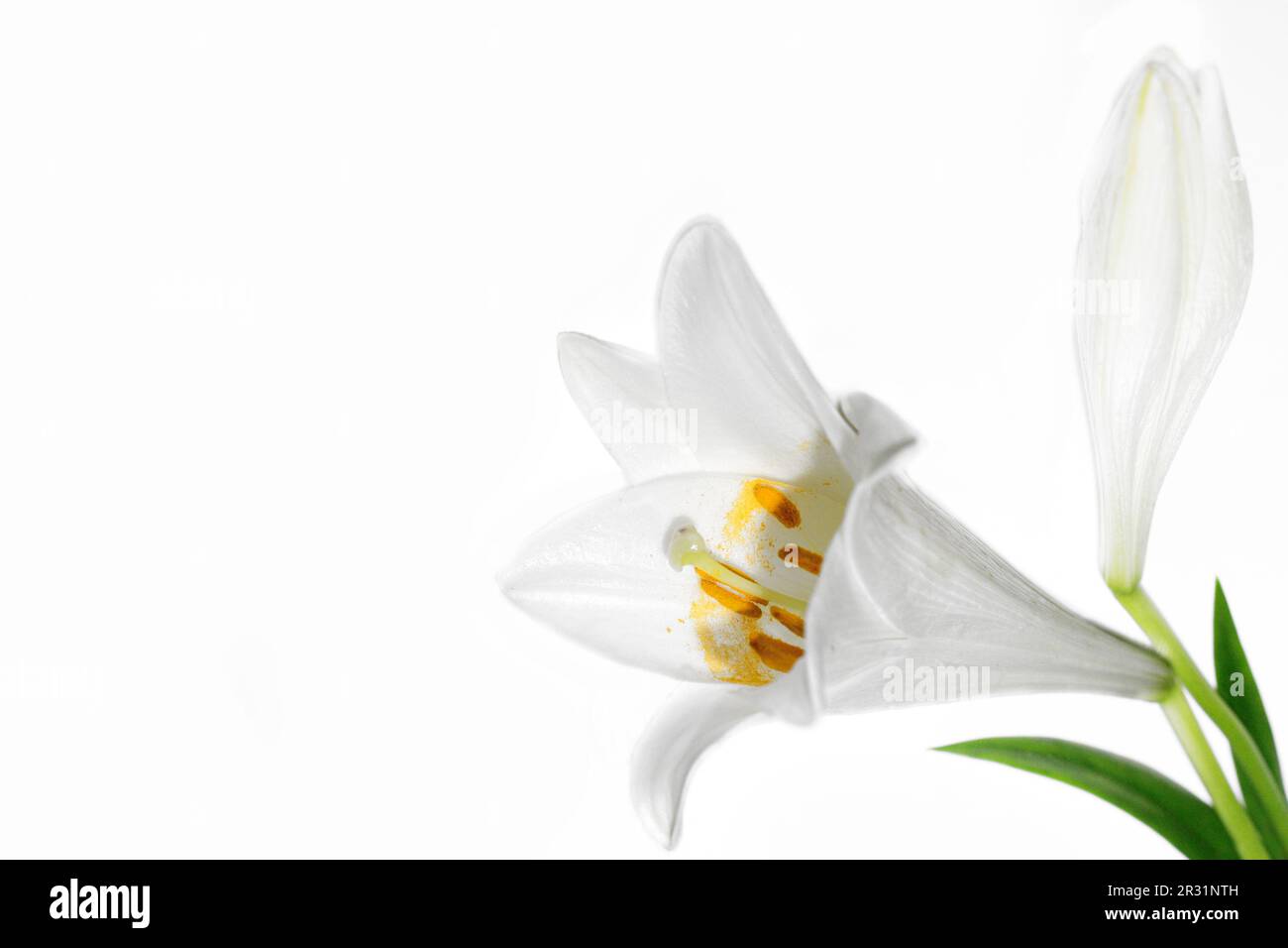 Lilium candidum Stockfoto