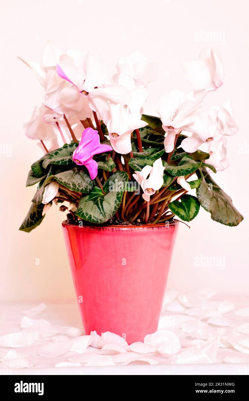 Alpenveilchen Stockfoto