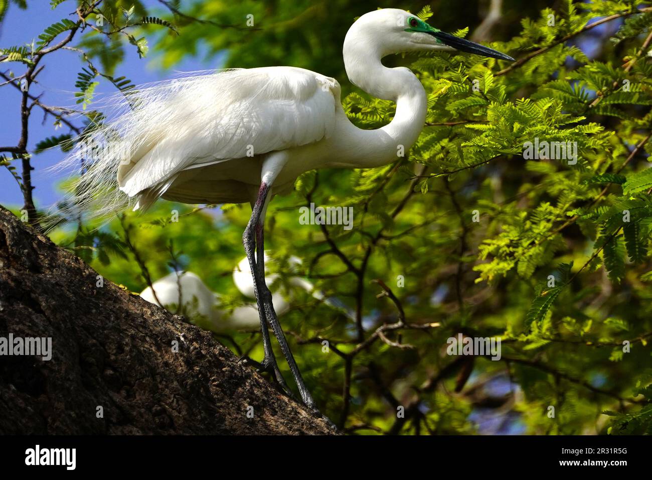 Ajmer, Indien. 22. Mai 2023. Ein großer Egret sitzt am 20. Mai 2023 auf einem Ast in einem Garten in Ajmer, Indien. Foto von ABACAPRESS.COM Gutschein: Abaca Press/Alamy Live News Stockfoto