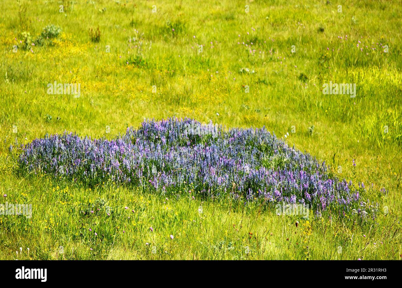 Blaues Herz aus Vogelwicke Stockfoto