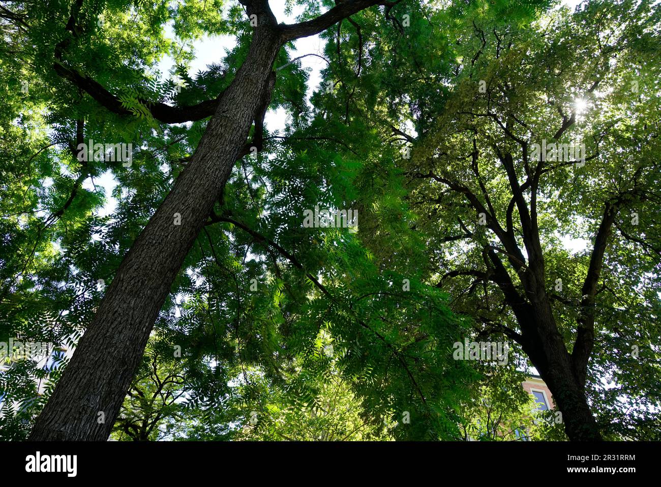 Botanischer Garten Brera, Mailand, Lombardei, Italien, Europa Stockfoto