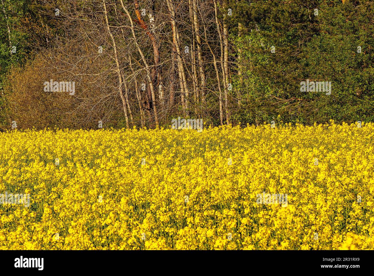 Canola im Waldhintergrund - horizontale Tapete - blühendes Rapsfeld Stockfoto