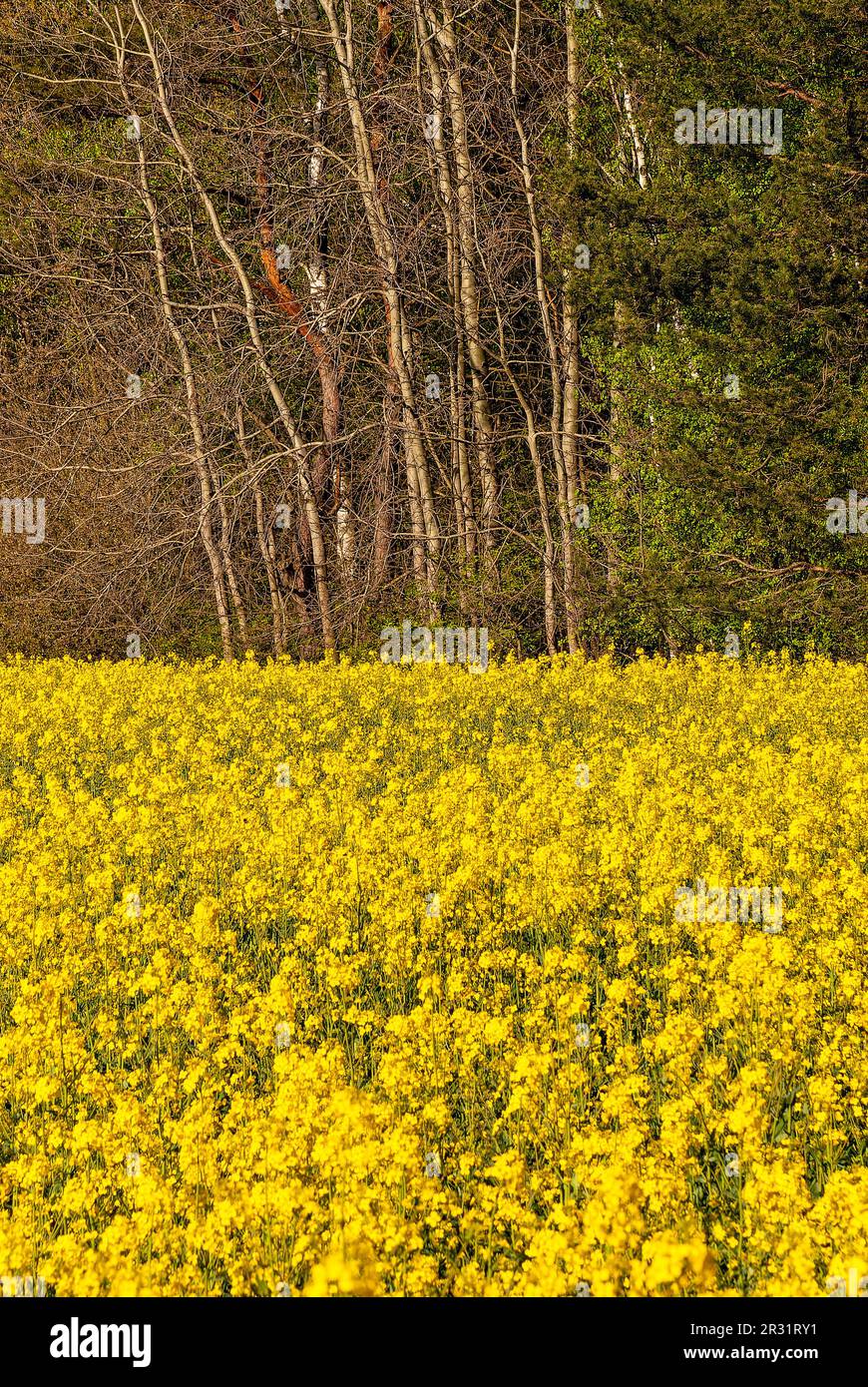 Canola im Waldhintergrund - vertikale Tapete - blühendes Rapsfeld Stockfoto