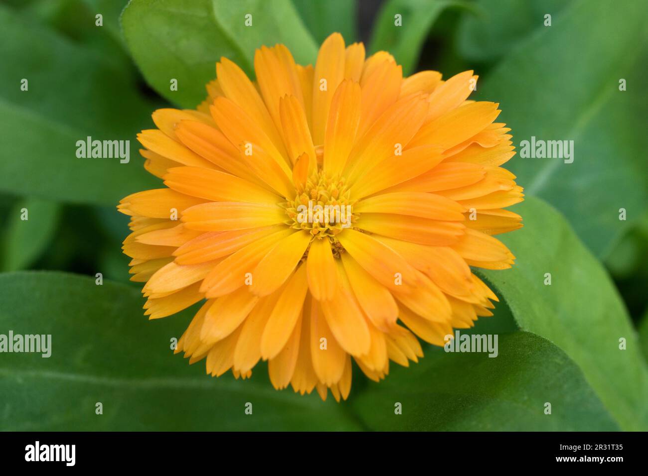 Marigold, Calendula officinalis, goldene Blume, Todesblume Stockfoto