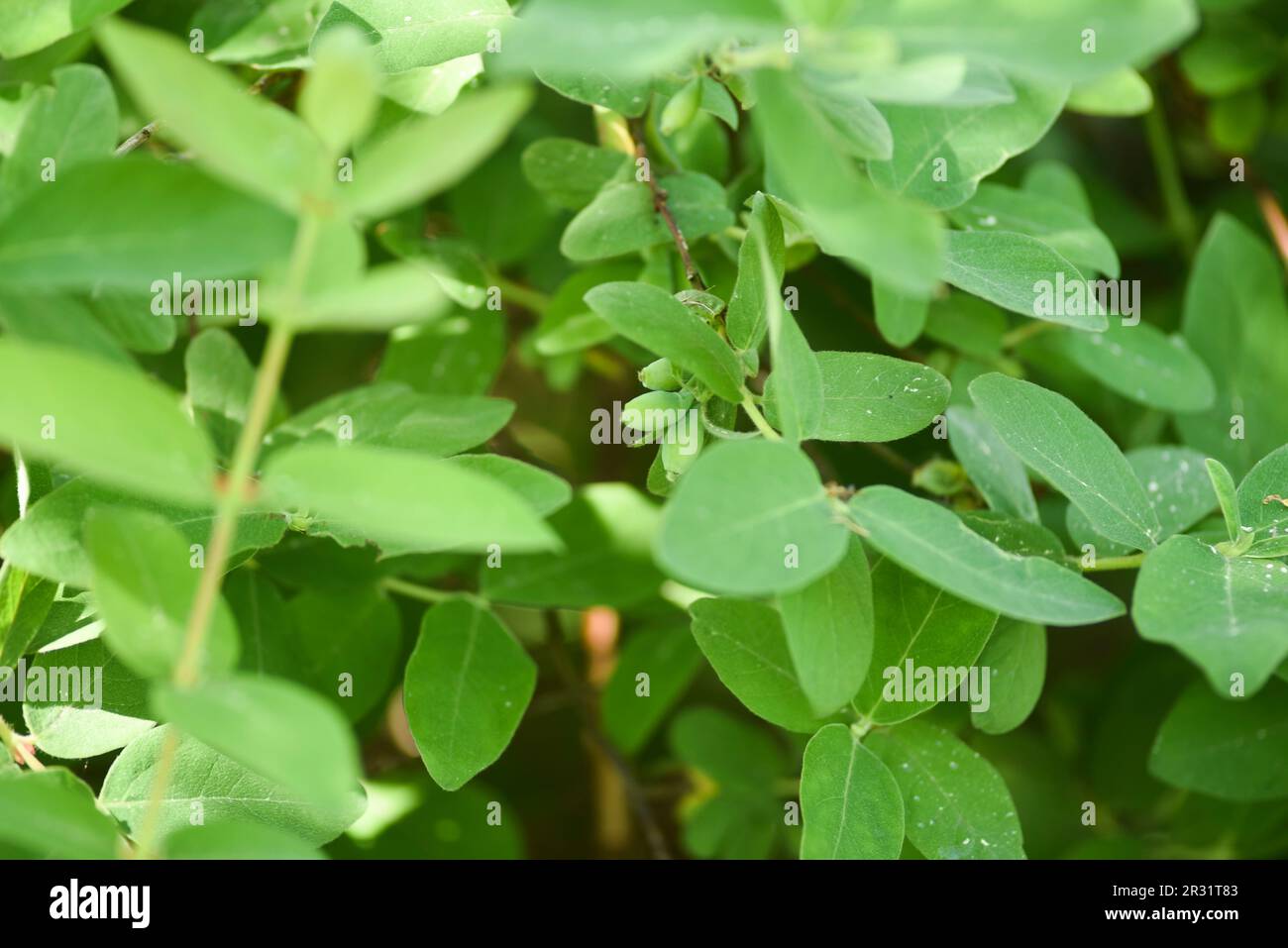 Kamtschatka-Beere, die im Frühling im Garten wächst, mit grünen Beeren. Stockfoto