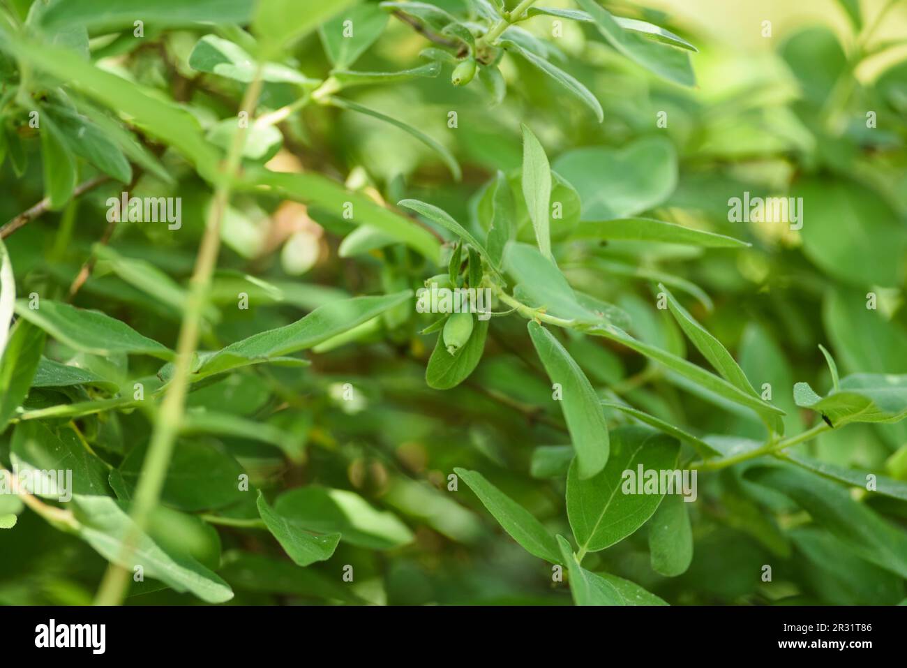 Kamtschatka-Beere, die im Frühling im Garten wächst, mit grünen Beeren. Stockfoto