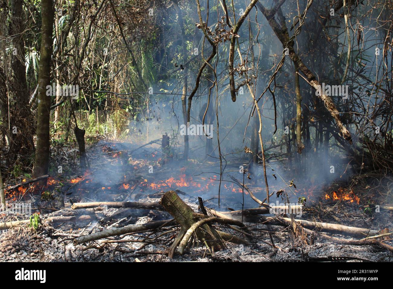 Die Landwirtschaft „Slash and Burn“ ist auch als Milpa-Landwirtschaft bekannt, wo der Dschungel im Toledo District, Belize, verbrannt wird Stockfoto