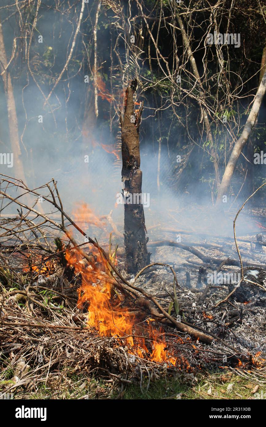 Die Landwirtschaft „Slash and Burn“ ist auch als Milpa-Landwirtschaft bekannt, wo der Dschungel im Toledo District, Belize, verbrannt wird Stockfoto