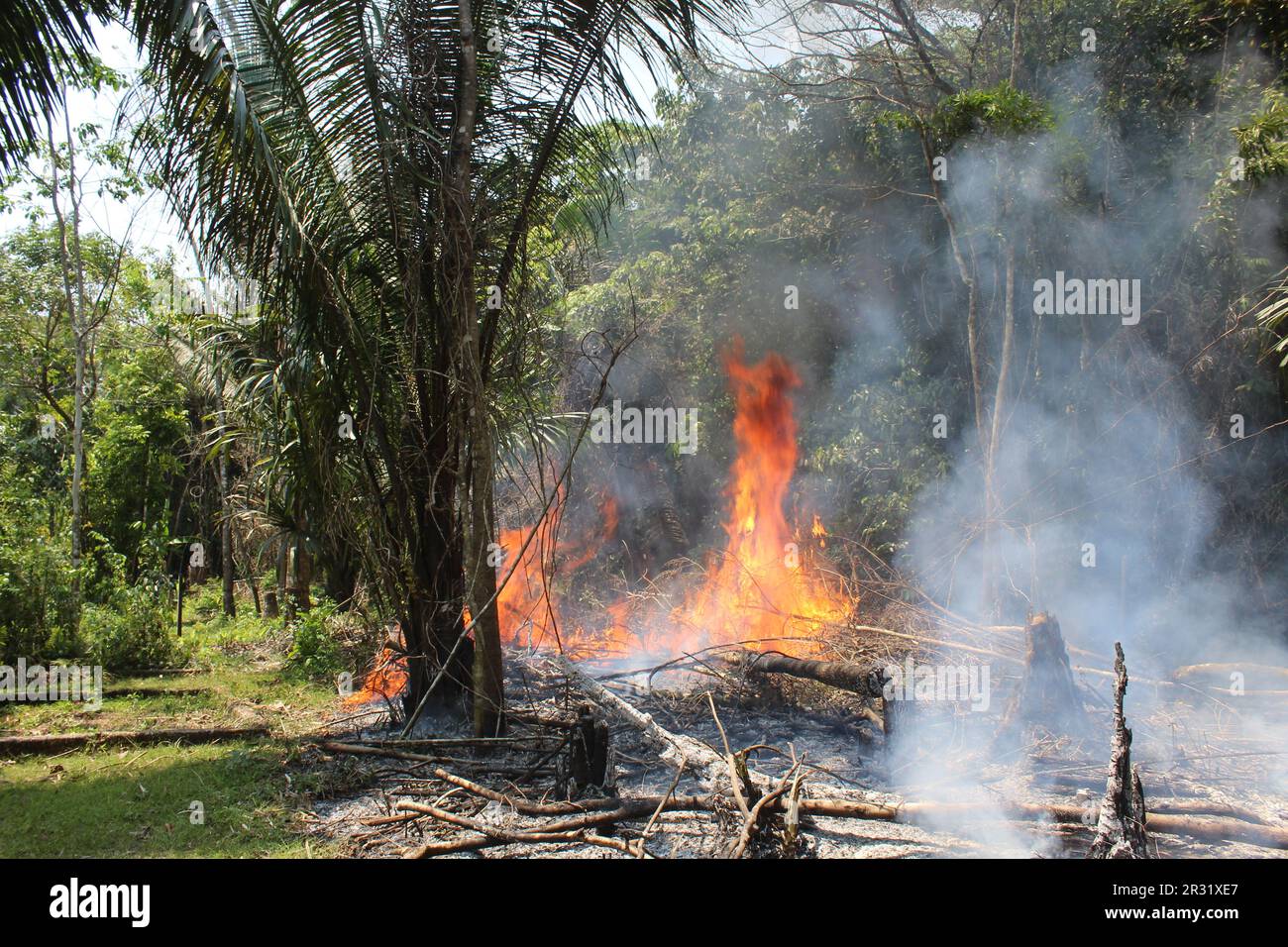 Die Landwirtschaft „Slash and Burn“ ist auch als Milpa-Landwirtschaft bekannt, wo der Dschungel im Toledo District, Belize, verbrannt wird Stockfoto
