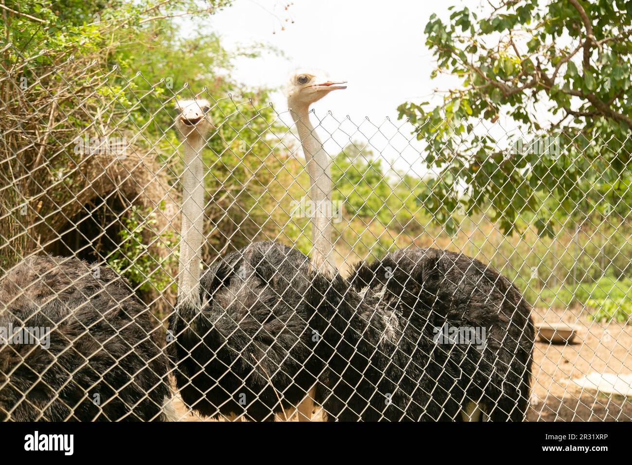 Afrikanischer Strauß im Wildpark, Plateau, Jos, Nigeria. Stockfoto