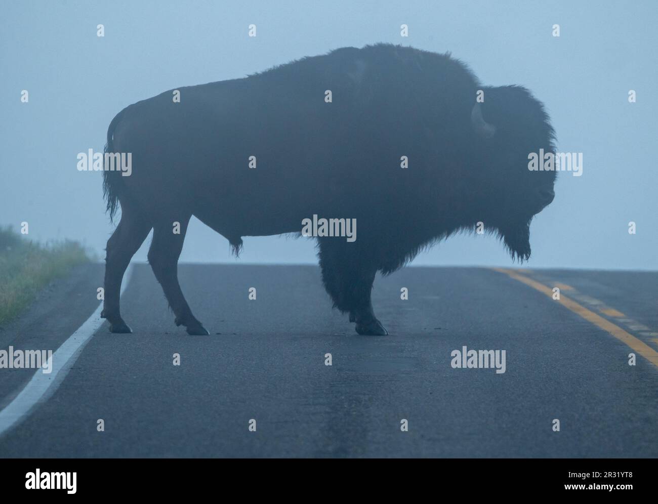 Profil von Male Bison auf der Straße in Fog in Yellowstone Stockfoto