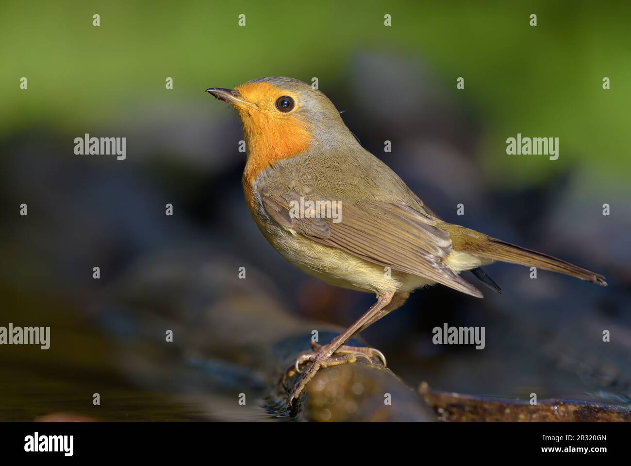 Ausgewachsenes Europäisches Rotkehlchen (erithacus rubecula), das auf einem nassen Stock mit süßem Licht in der Nähe eines Wasserteichs posiert Stockfoto