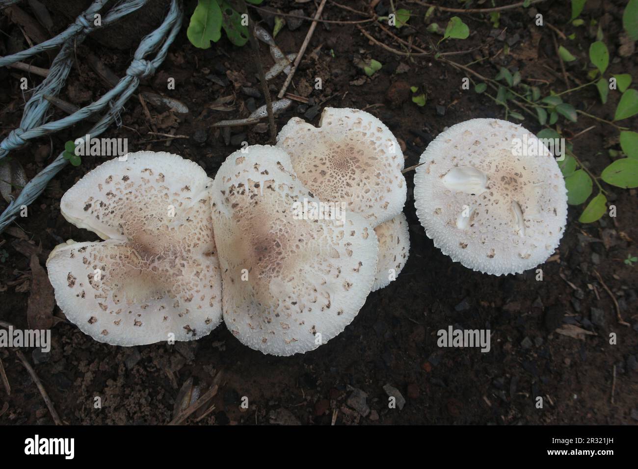 Nahaufnahme eines essbaren Austernpilzes, der auf dem Land wächst. Seine weißen Kiemen und die pflanzliche Struktur gehören zur Agaricus-Familie im Königreich der Pilze. Stockfoto