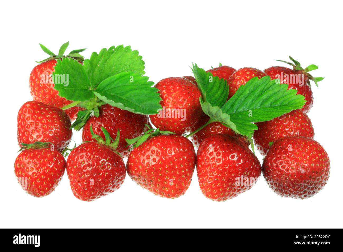 Frische Erdbeeren. Stockfoto