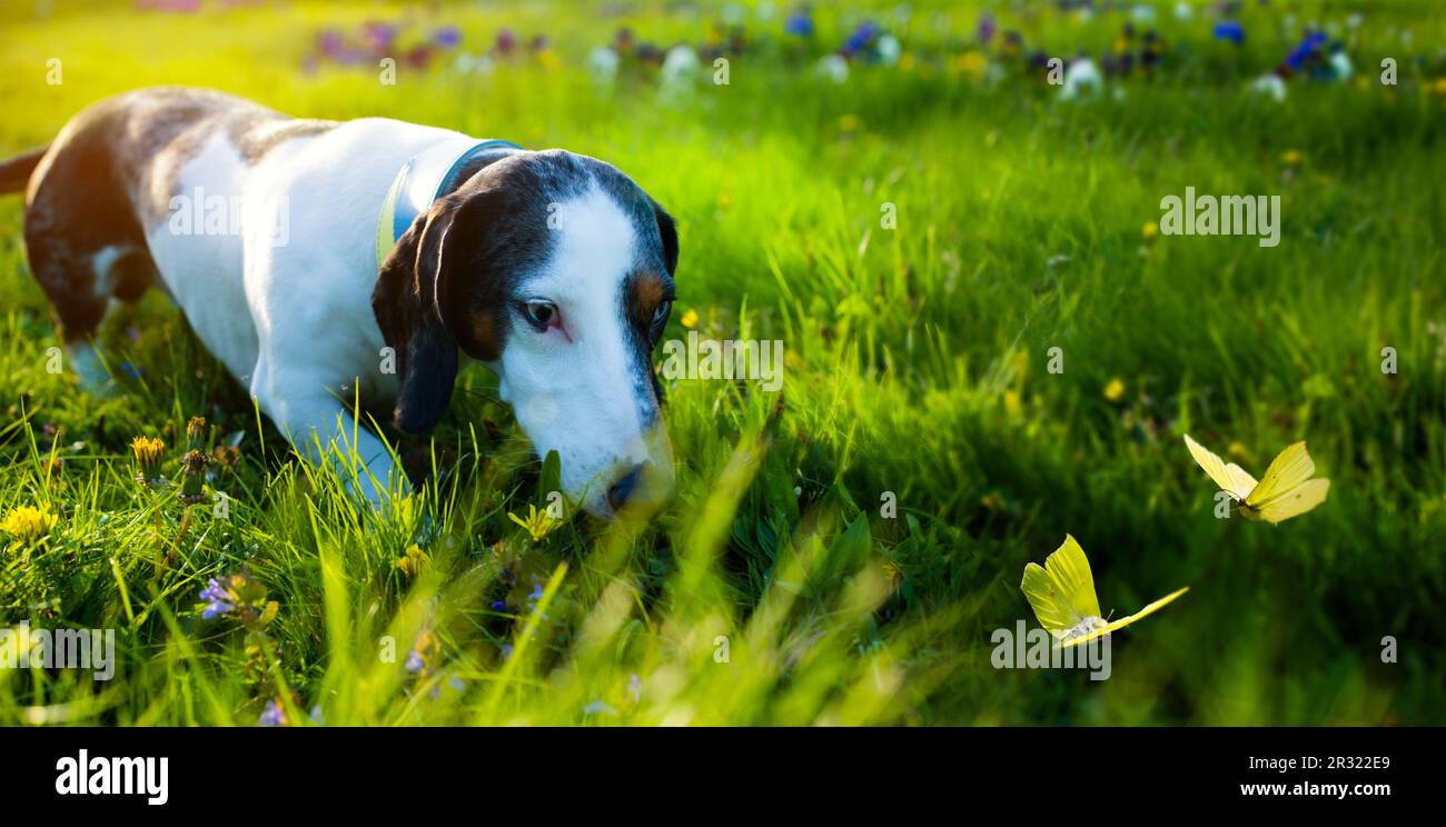 Künstlerische Dackel-Hundejagden für Schmetterlinge, die auf einem sonnigen Rasen fliegen. Spaßiger Spaziergang mit Ihrem Haustier Stockfoto