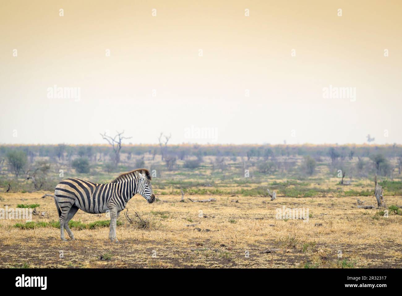 Plains Zebra (Equus quagga) auf trockener Savanne bei Sonnenuntergang, Kruger-Nationalpark, Südafrika Stockfoto