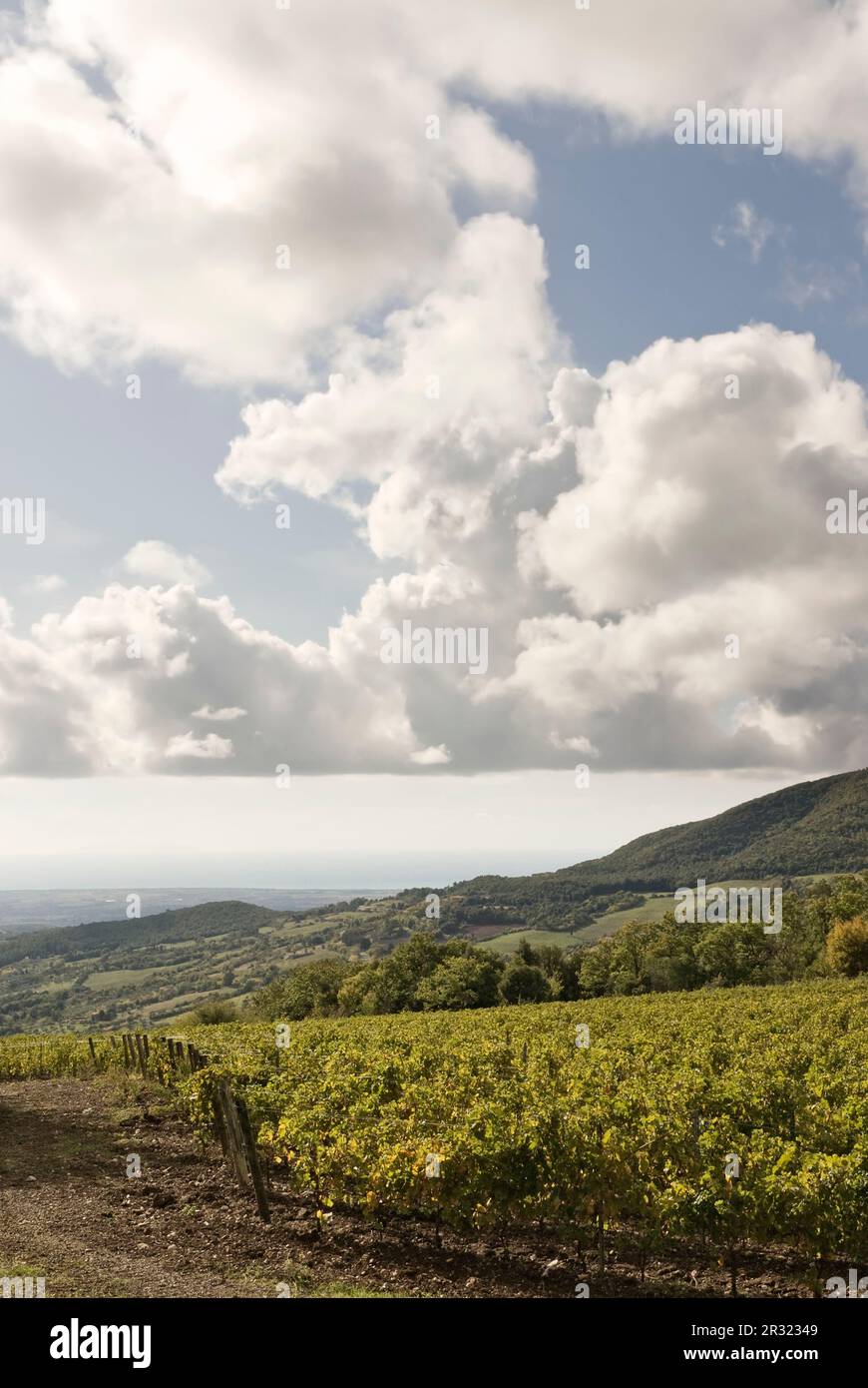 Landschaft in der Nähe von Riparbella Stockfoto