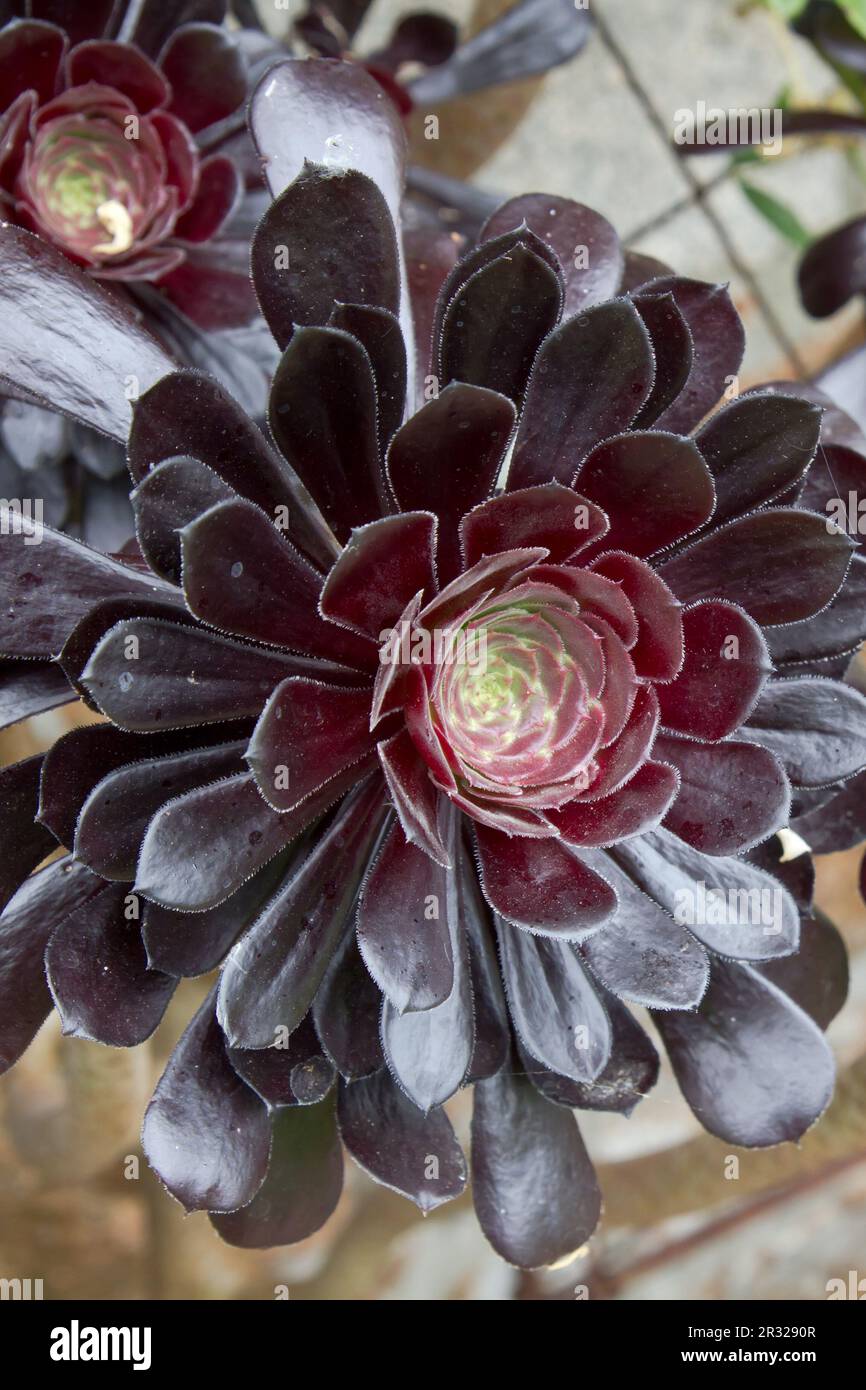 Rosettendickblatt (Aeonium arboreum) im Garten Stockfotografie - Alamy