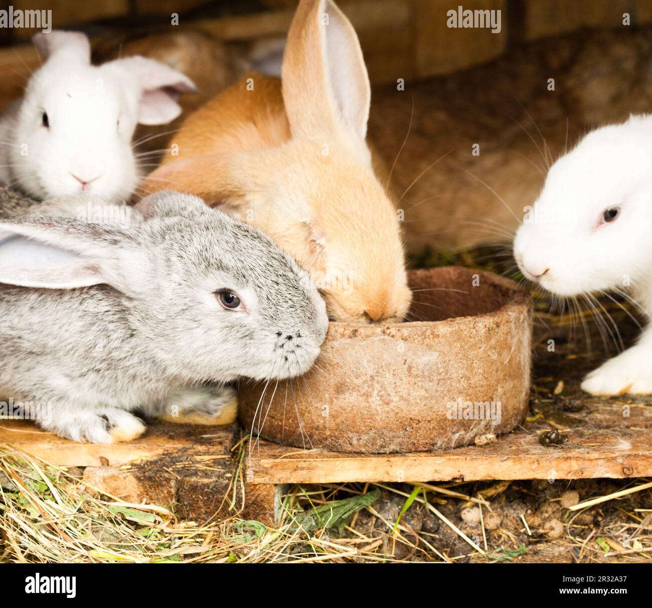 Hasenbude Stockfoto