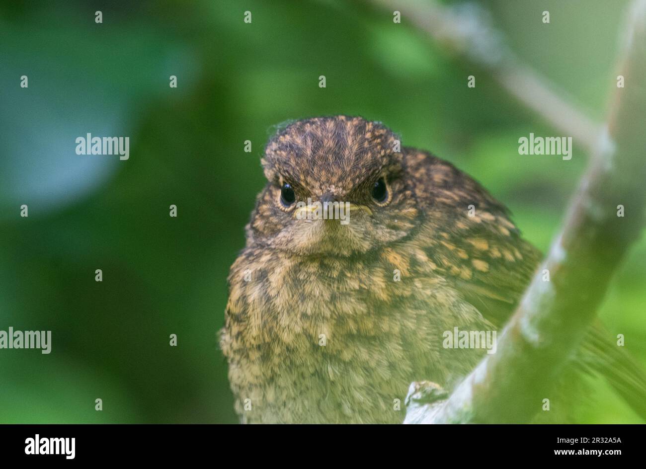 Jugendliche Robin (Erithacus Rubecula) Stockfoto