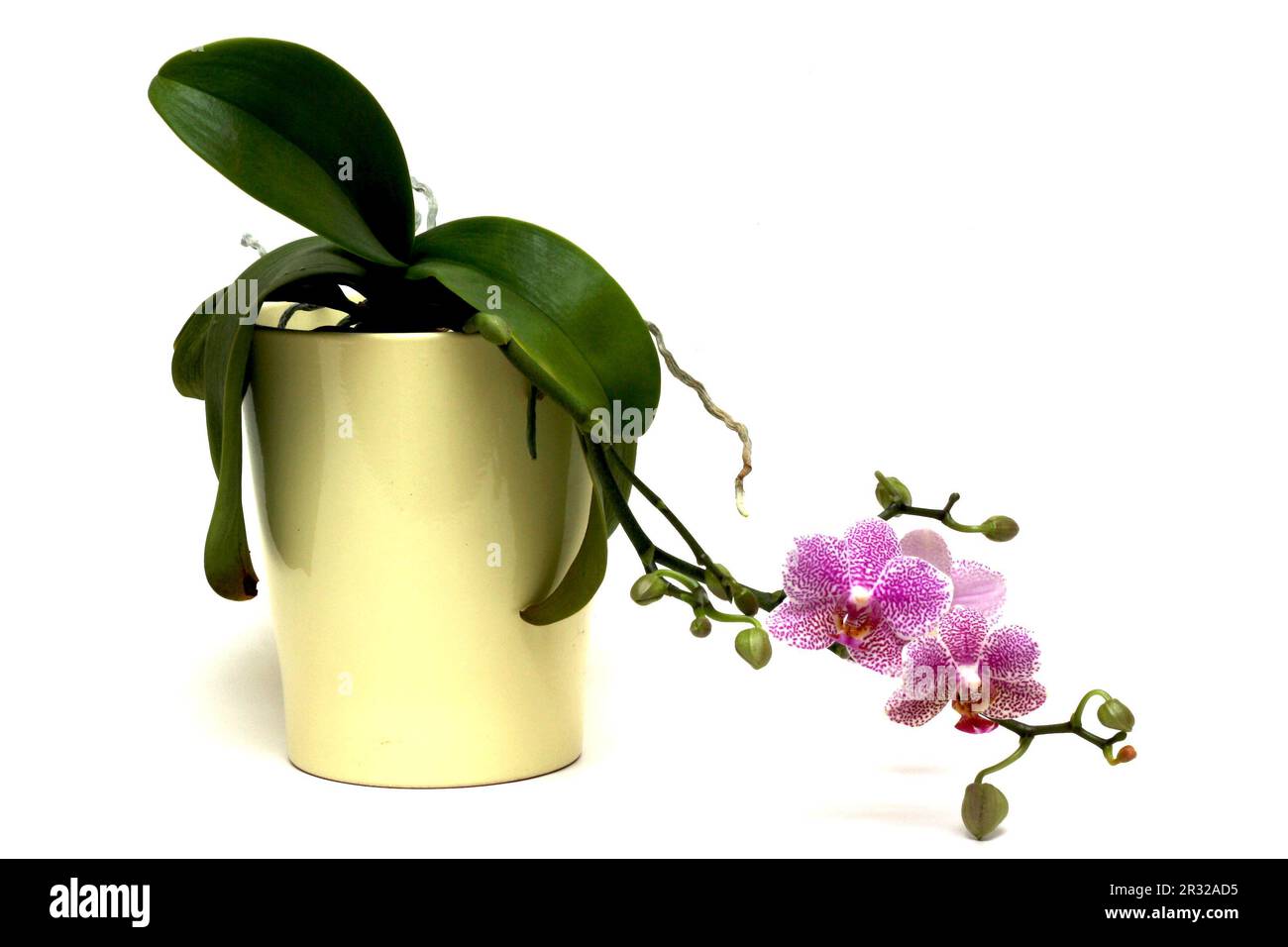 Orchidee Stockfoto