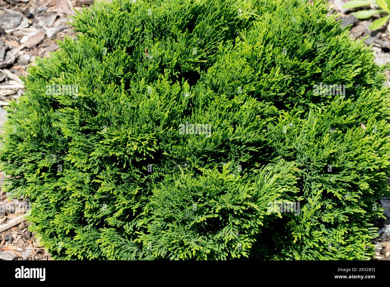 Japanische Zypresse, Hinoki Cypress „Densa“, Chamaecyparis obtusa „Densa“ Stockfoto