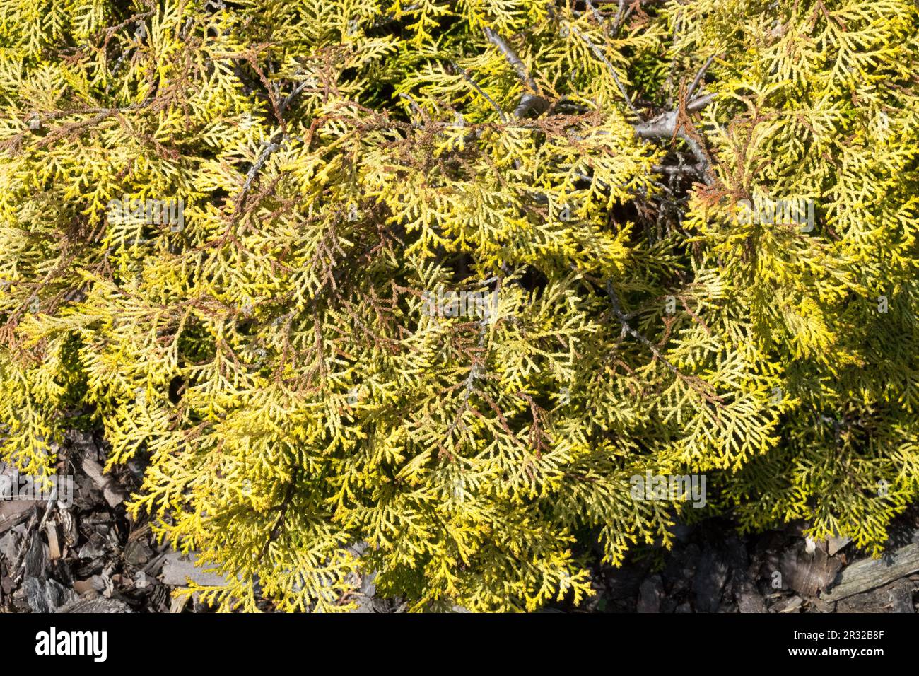 Japanische Zypresse, Hinoki Cypress „Kamarachiba“, Chamaecyparis obtusa „Kamarachiba“ ist ein niedrig wachsender, sich ausbreitender Strauchkonifere Stockfoto