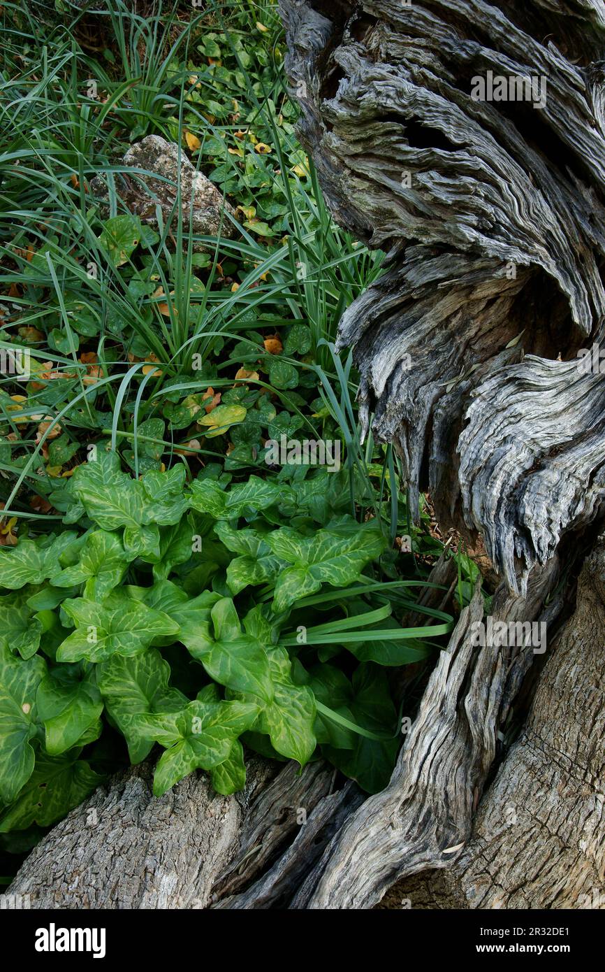 Olivar, Sa Bassa. Bunyola. Sierra de Tramuntana. Mallorca Islas Baleares. España. Stockfoto