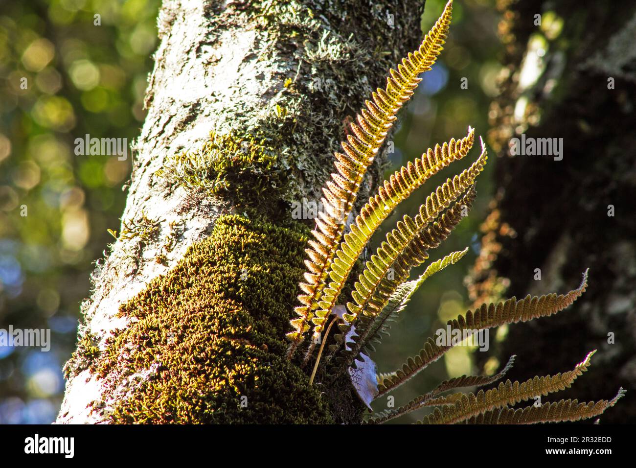 Fern auf Baumstamm Stockfoto