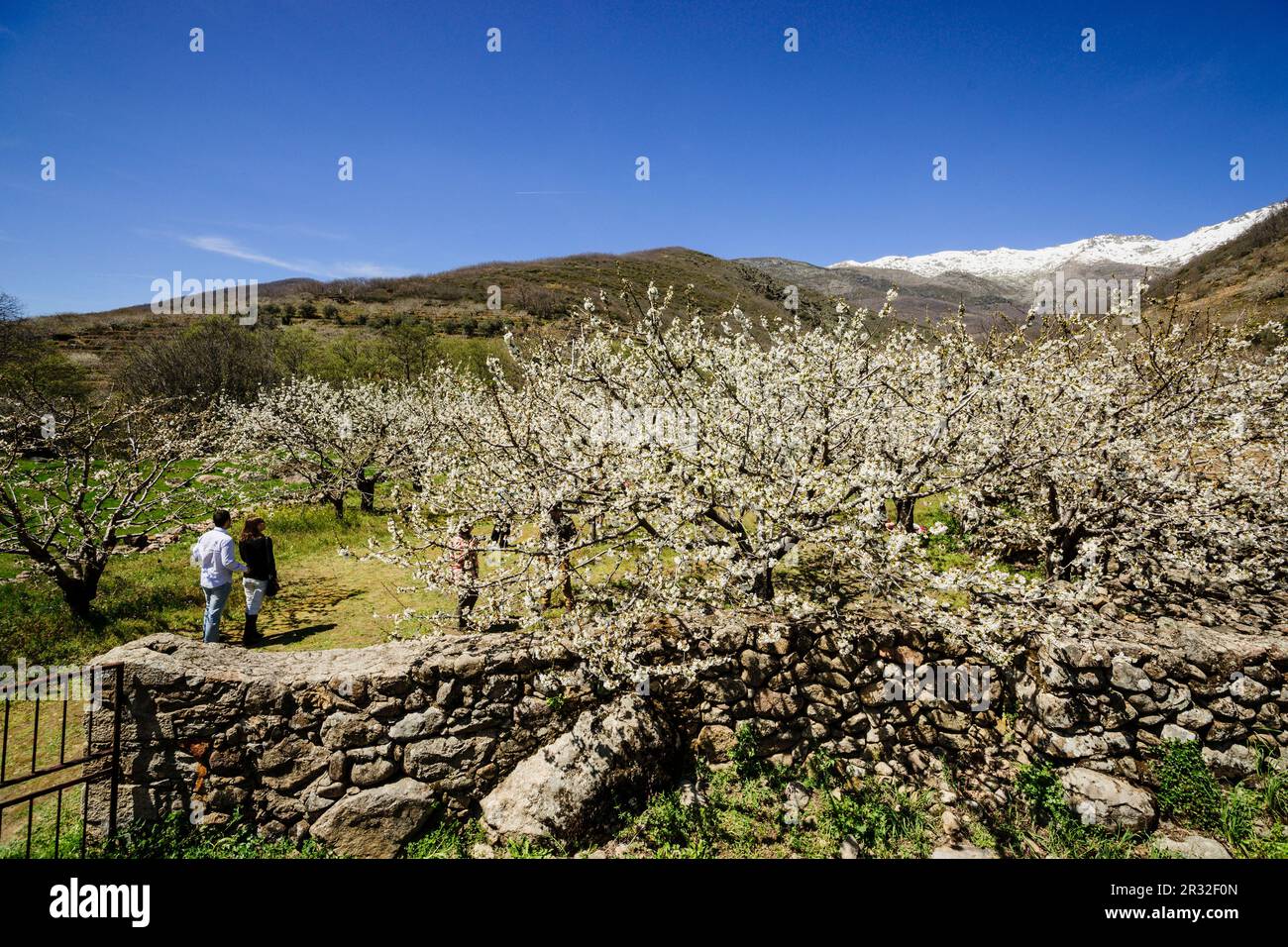 Cerezos en Flor - Prunus Cerasus, laderas de Azabal, Valle del Jerte, Cáceres, Extremadura, Spanien, Europa. Stockfoto