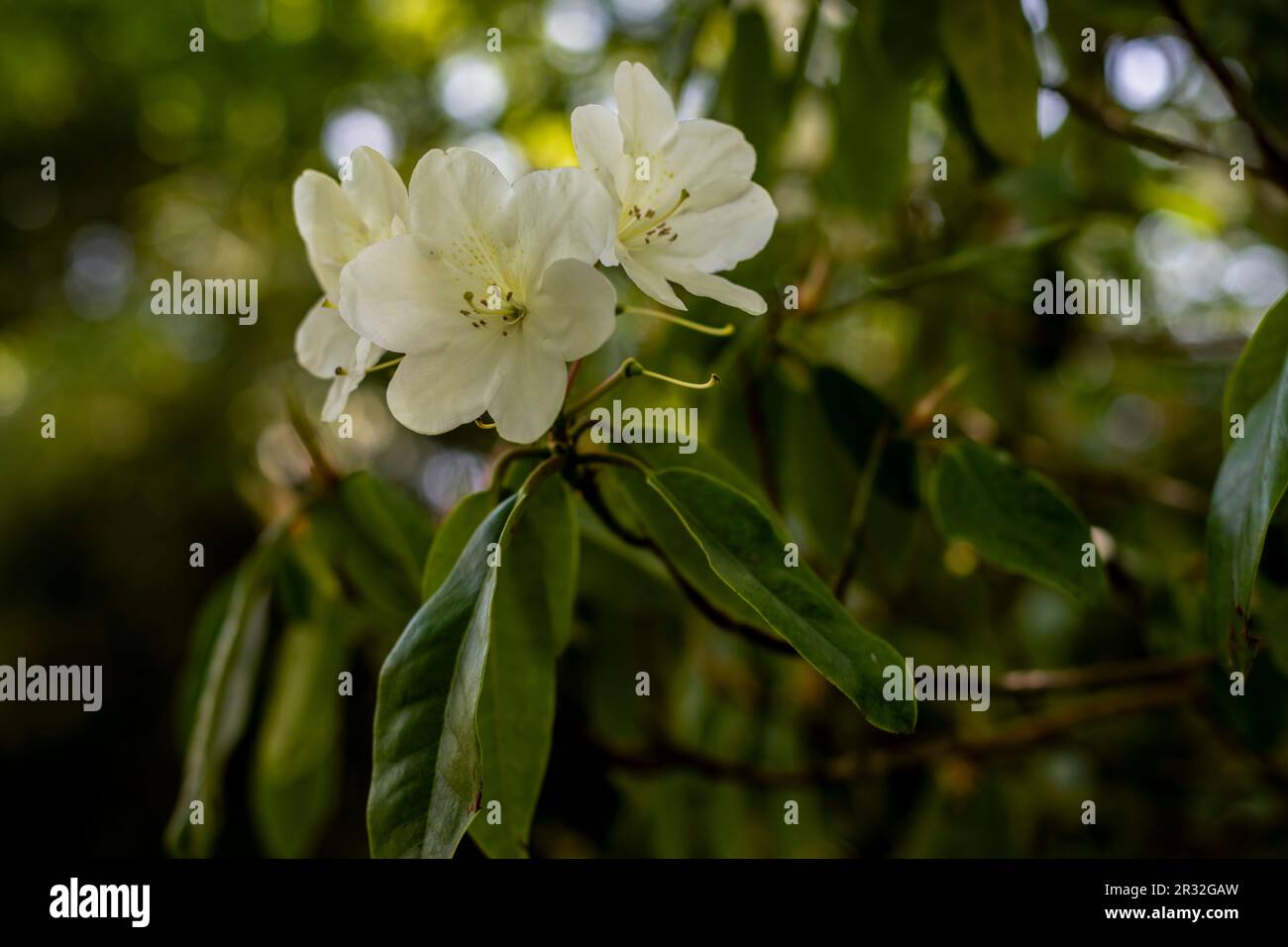 Nahaufnahme eines blühenden Rhododendrons, fotografiert in gedämpftem, weichem Licht Stockfoto