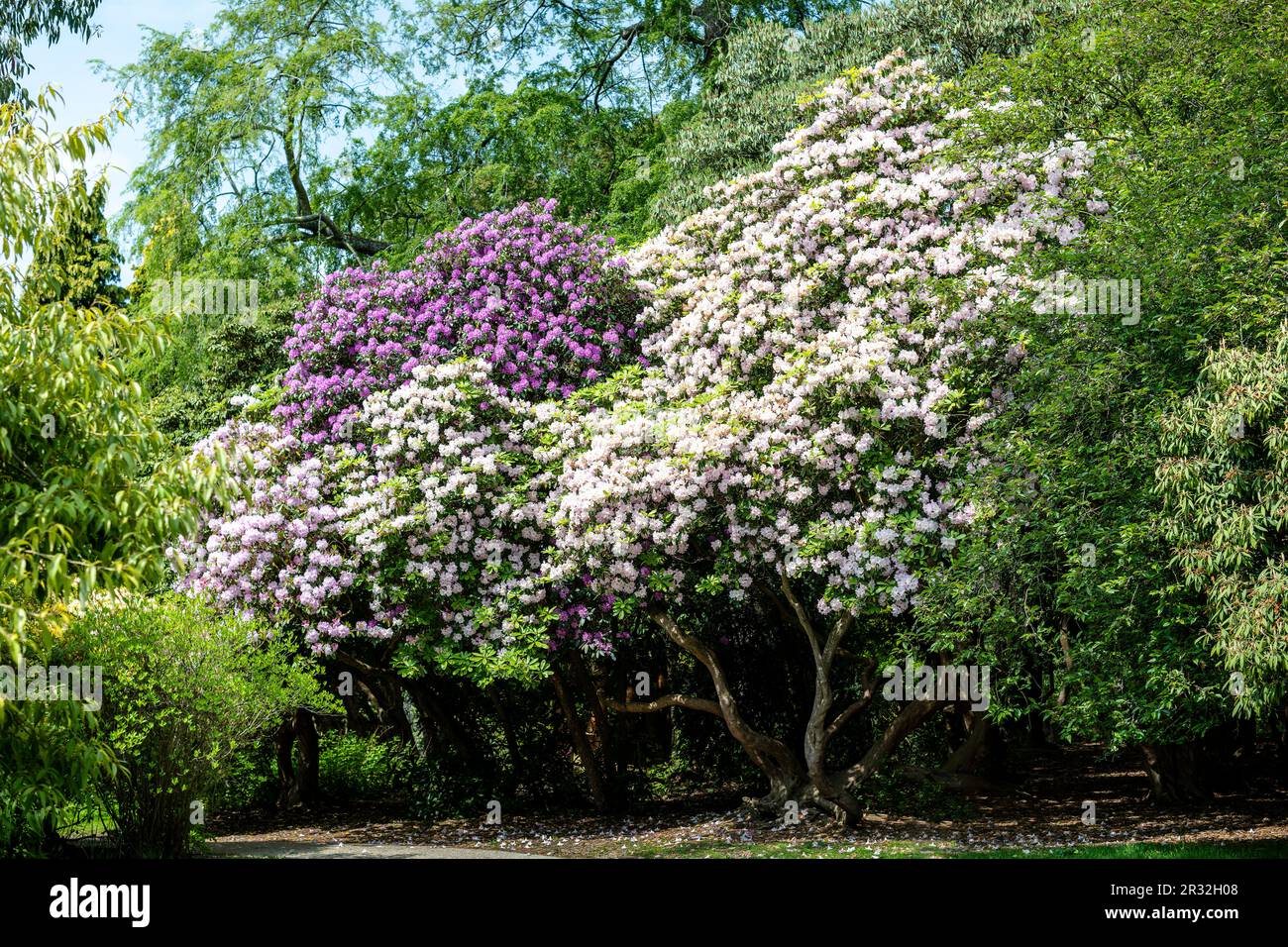 Landschaftsbild eines Rhododendrons, Rhododendron ferrugineum Stockfoto