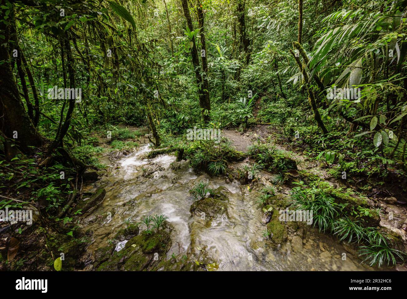 Bosque tropischen Cerca De La Parroquia (Lancetillo), El-Quiche, Sierra de Los Cuchumatanes, Guatemala, Mittelamerika. Stockfoto